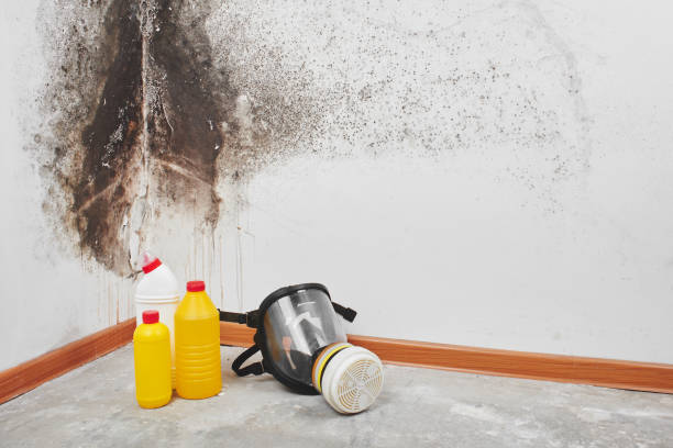 Best Fast Mold Removal  in Maxton, NC