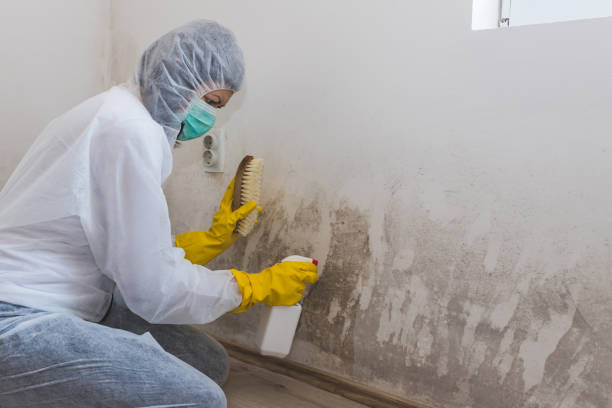 Best Black Mold Removal  in Maxton, NC